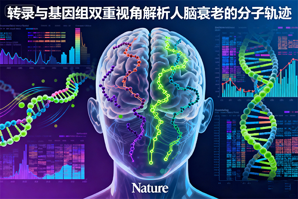 Nature：转录与基因组双重视角解析人脑衰老的分子轨迹
